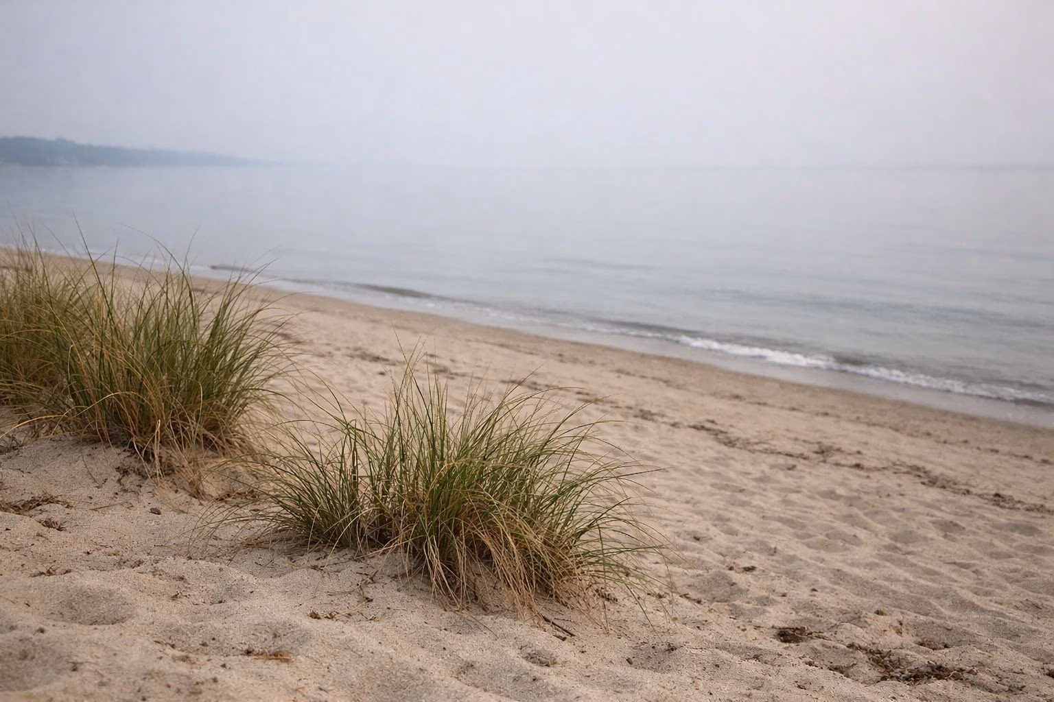 Clumps of beach grass on the sand above a quiet beach and calm water on a hazy morning